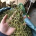 化石草肾精茶一手货源。大货批发支持批发零售需要联系