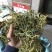 化石草肾精茶一手货源。大货批发支持批发零售需要联系