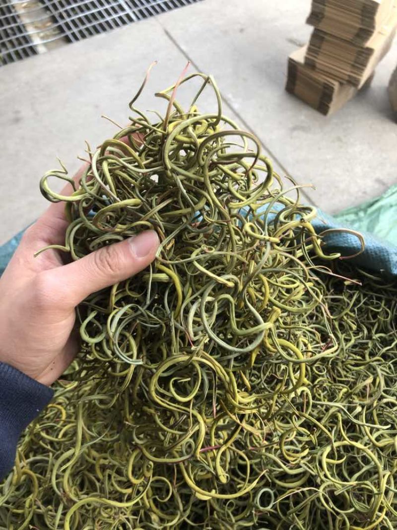 化石草肾精茶一手货源。大货批发支持批发零售需要联系