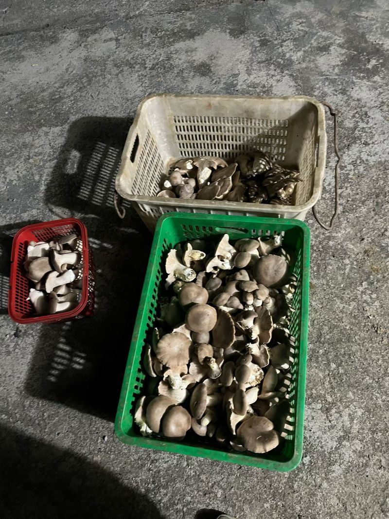 新鲜特靓级。新鲜采摘赤松茸。