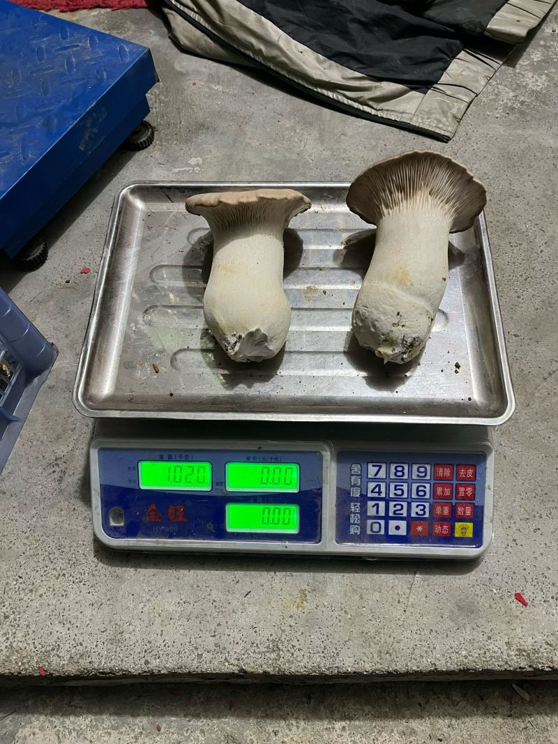 新鲜特靓级。新鲜采摘赤松茸。