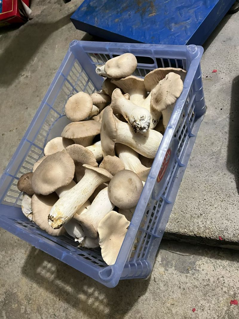 新鲜特靓级。新鲜采摘赤松茸。