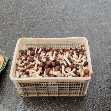 新鲜特靓级。新鲜采摘赤松茸。