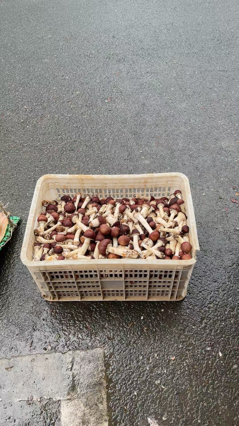新鲜特靓级。新鲜采摘赤松茸。