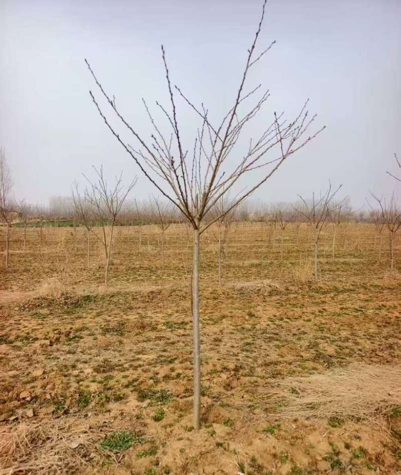 4公分樱花苗，早樱，红花茎杆110.120左右。