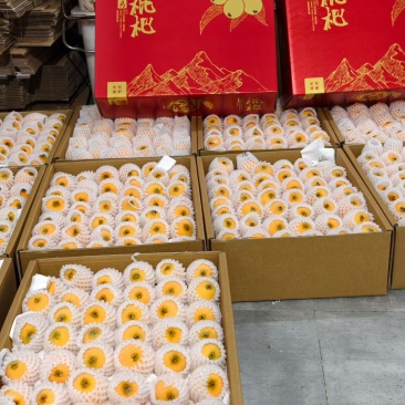 米易枇杷