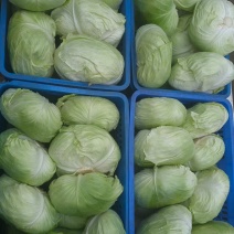 卷心菜