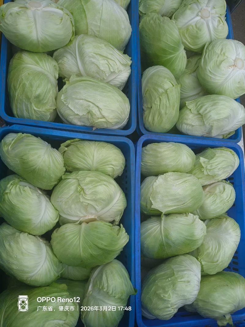 卷心菜