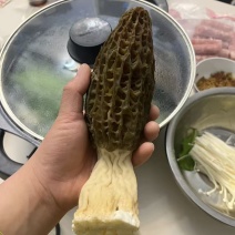 羊肚菌