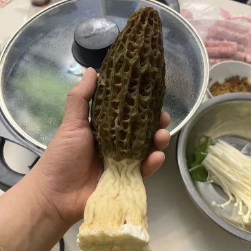 羊肚菌