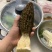 羊肚菌