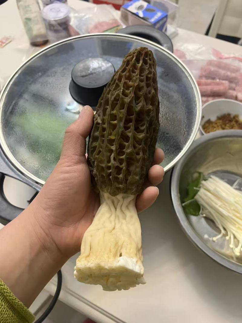羊肚菌