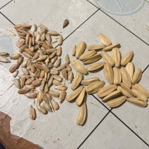 葵花籽一手货源产地直发