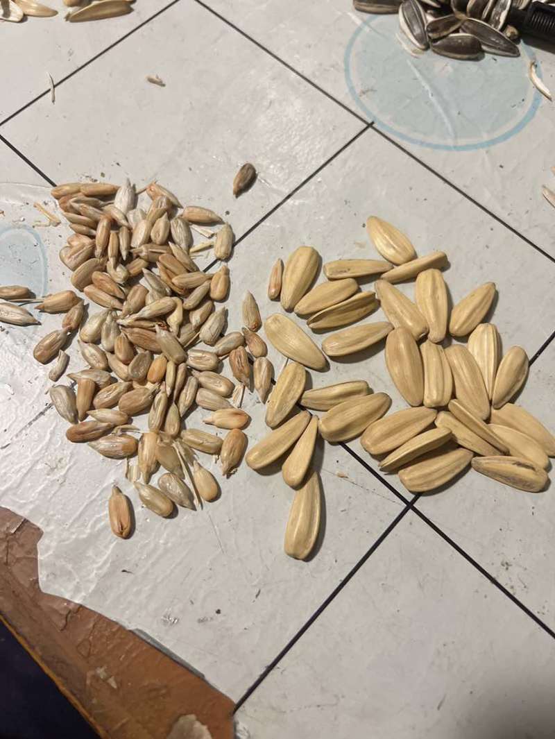 葵花籽一手货源产地直发