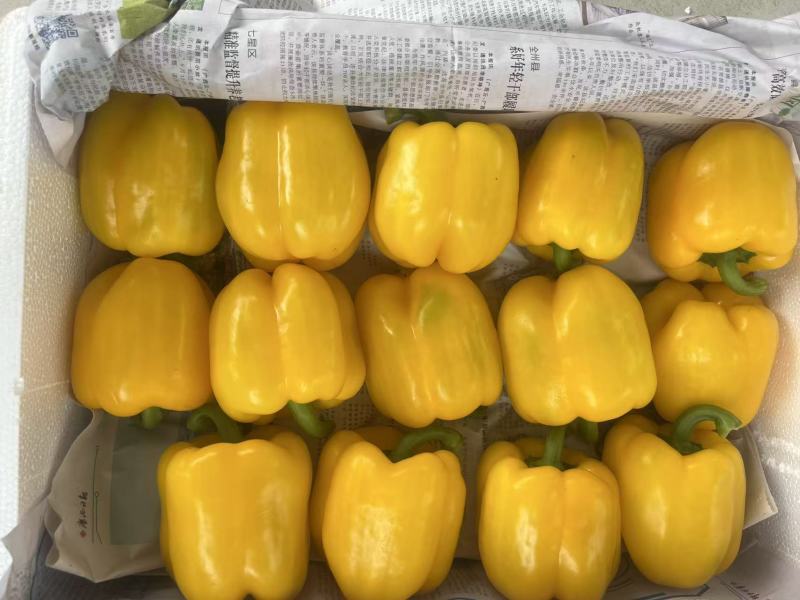 黄椒150克以上精品！泡沫箱装十公斤！上车价9元一公斤