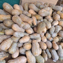 广东密本南瓜，软糯香甜，一手货源，大量供应，全国发货
