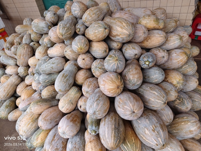 广东密本南瓜，软糯香甜，一手货源，大量供应，全国发货