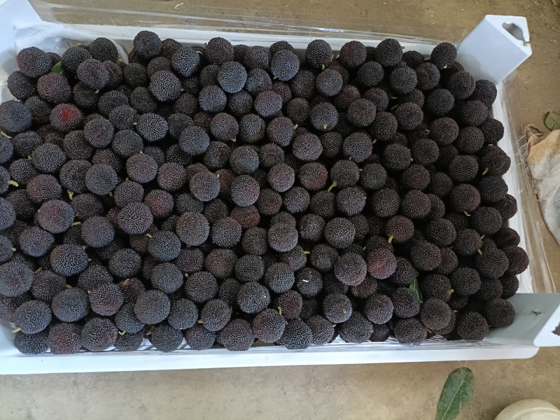 石屏特早，普早，硬丝，中梅，荸荠梅，东魁