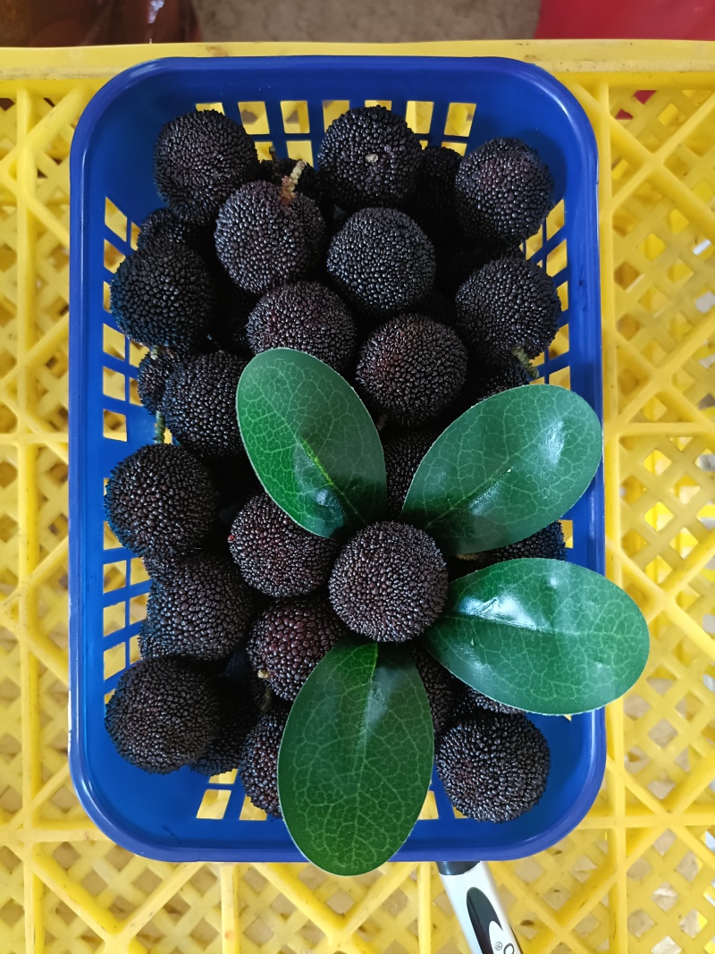石屏特早，普早，硬丝，中梅，荸荠梅，东魁