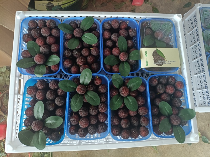 石屏特早，普早，硬丝，中梅，荸荠梅，东魁