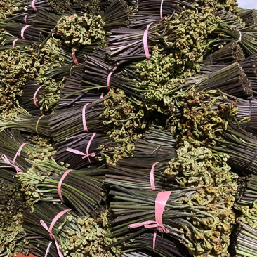 撅菜