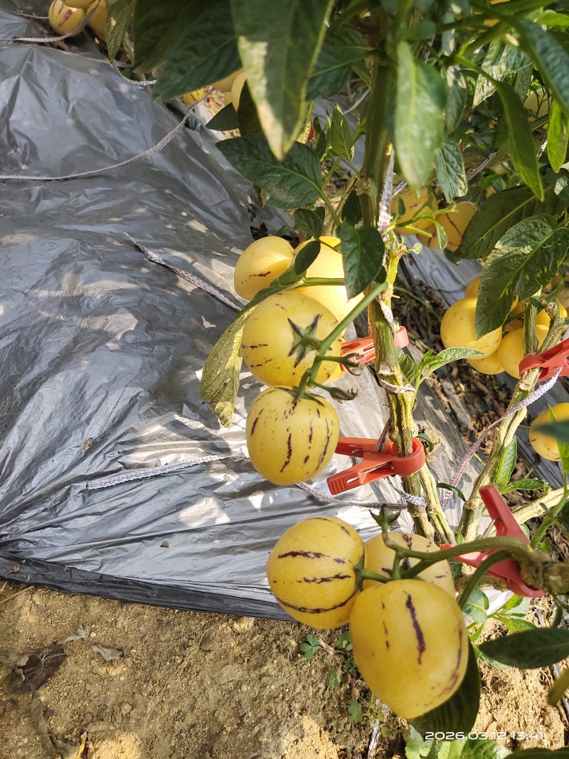 露天种植大中小规格齐全，一件代发，整车发货