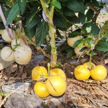 露天种植大中小规格齐全，一件代发，整车发货