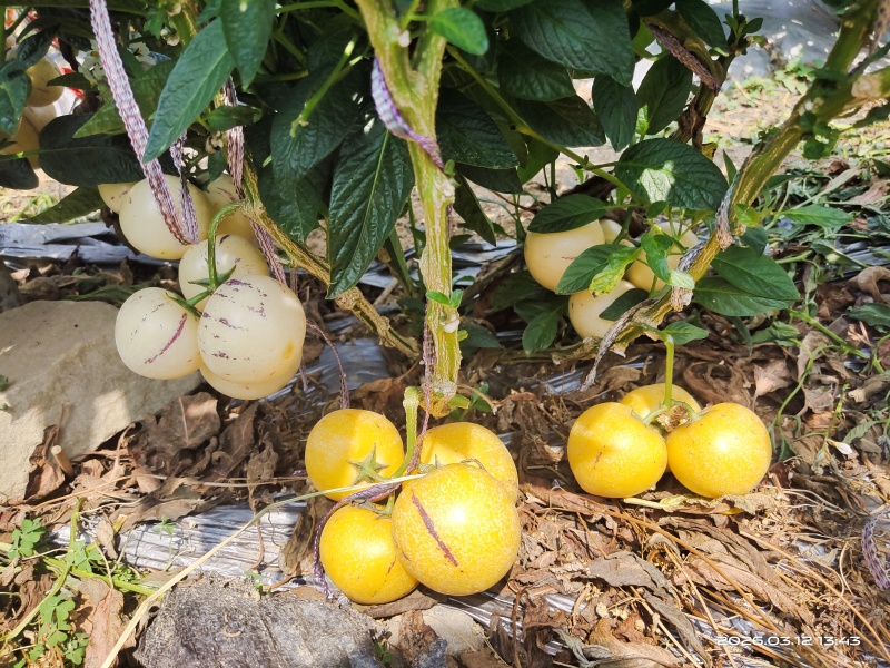 露天种植大中小规格齐全，一件代发，整车发货