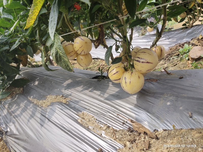 露天种植大中小规格齐全，一件代发，整车发货