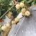 露天种植大中小规格齐全，一件代发，整车发货