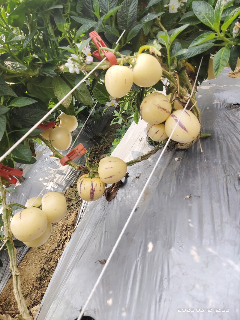 露天种植大中小规格齐全，一件代发，整车发货