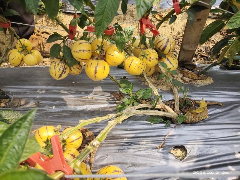 露天种植大中小规格齐全，一件代发，整车发货