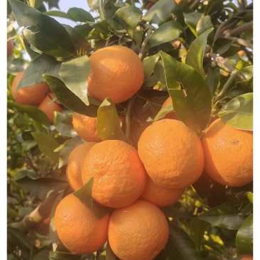 沃柑场地直采，不同规格大小均可满足