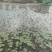 睡莲多色