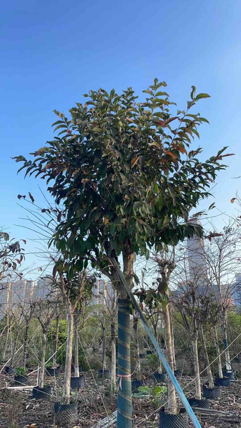 大叶紫薇米径15公分
