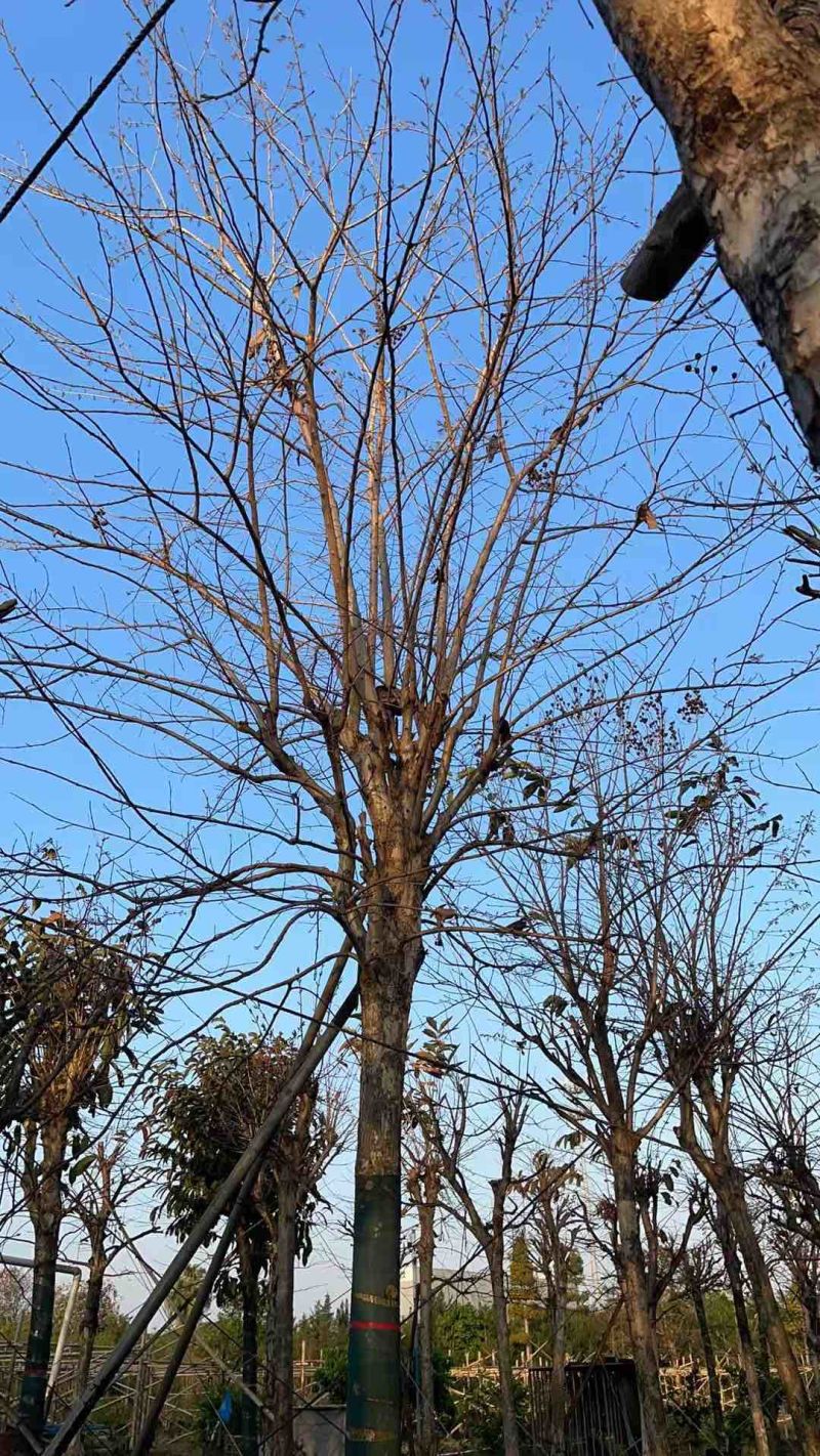 大叶紫薇米径15公分