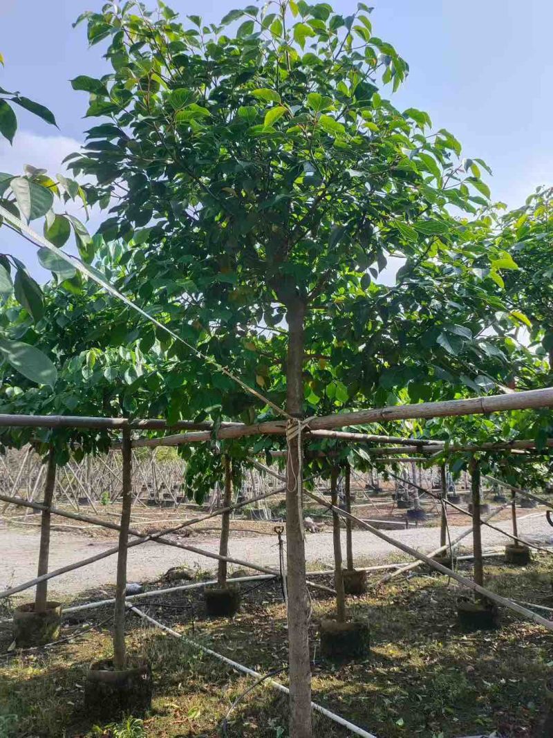秋枫米径6公分