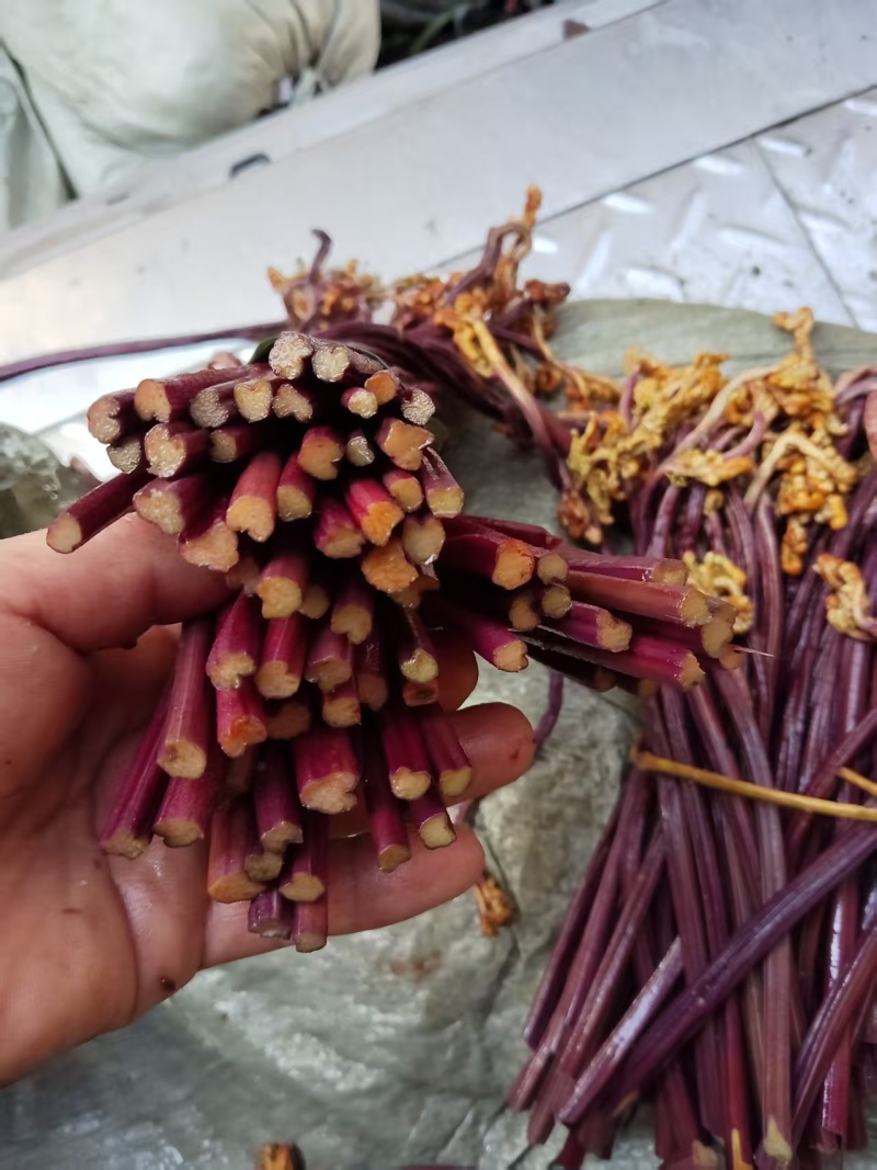 贵州高山蕨菜，欢迎各位老板来电骚扰，货源充足