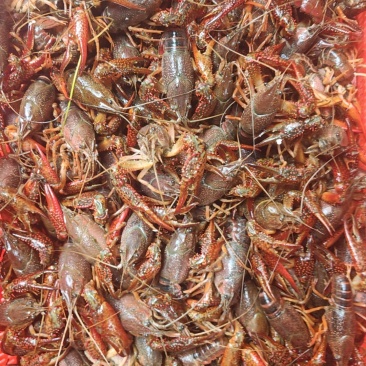 洪湖小龙虾