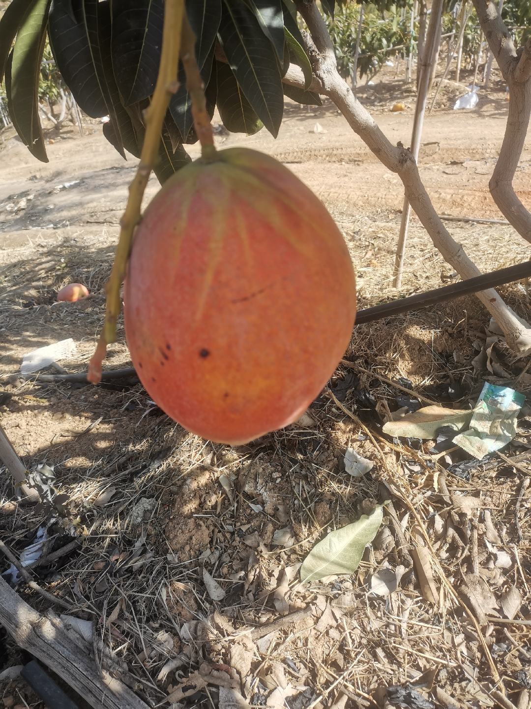 云南牛油果蜂蜜己经取出来了