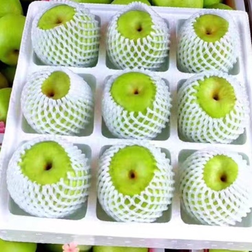 苏翠蜜梨