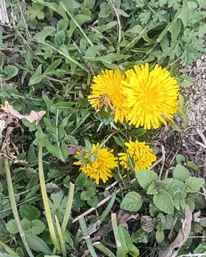 野生蒲公英