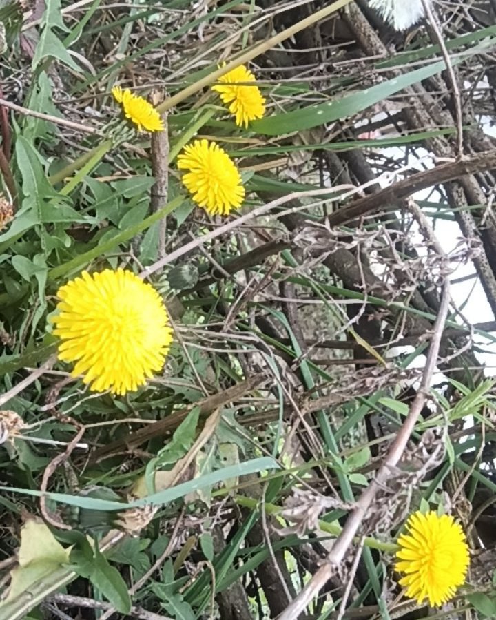 野生蒲公英