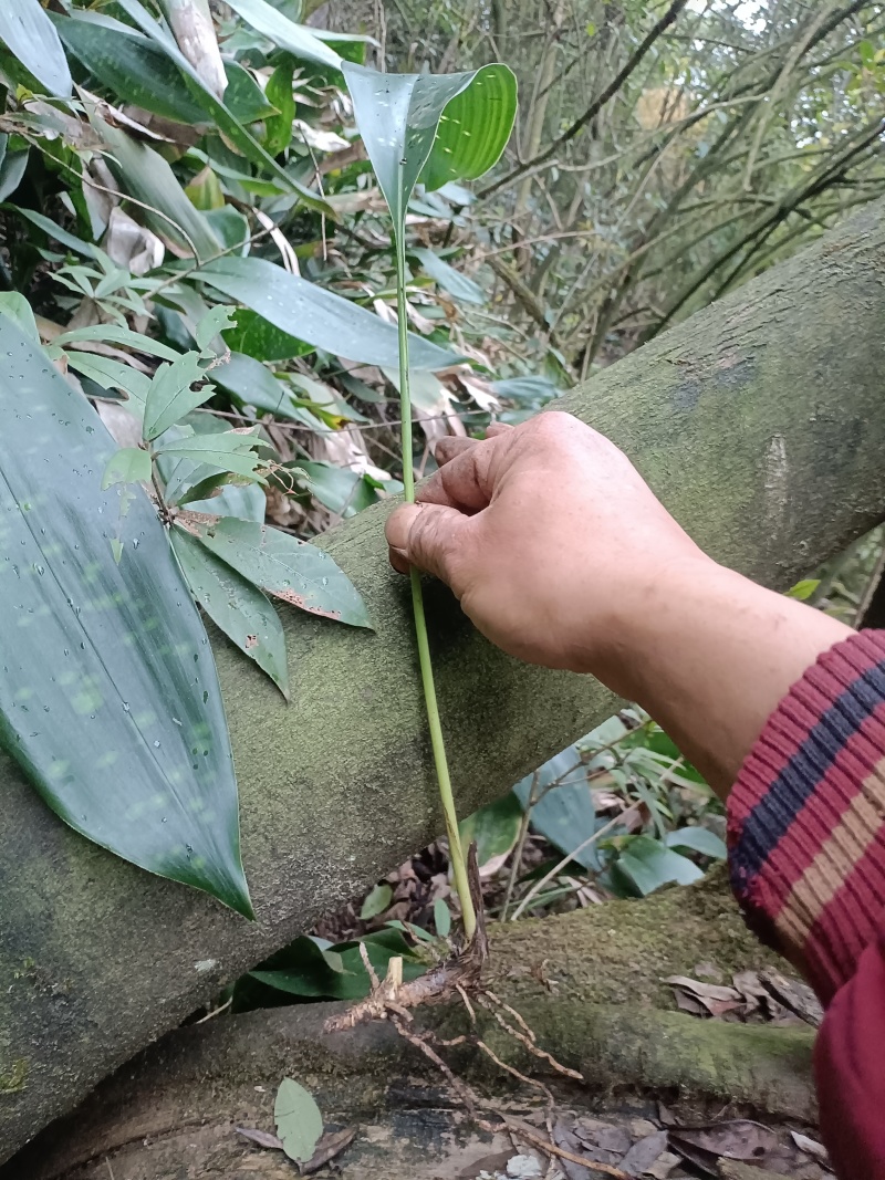 来自大山里的优良品种