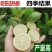 广东香水柠檬奶茶店四季青柠檬无籽香水柠檬高州产地直供