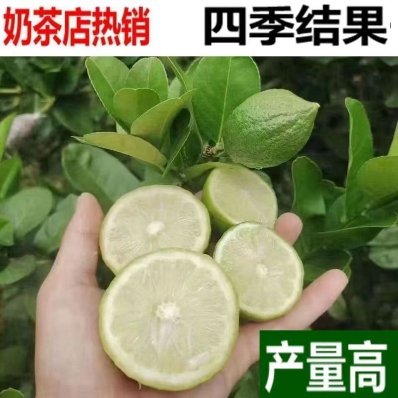 广东香水柠檬奶茶店四季青柠檬无籽香水柠檬高州产地直供