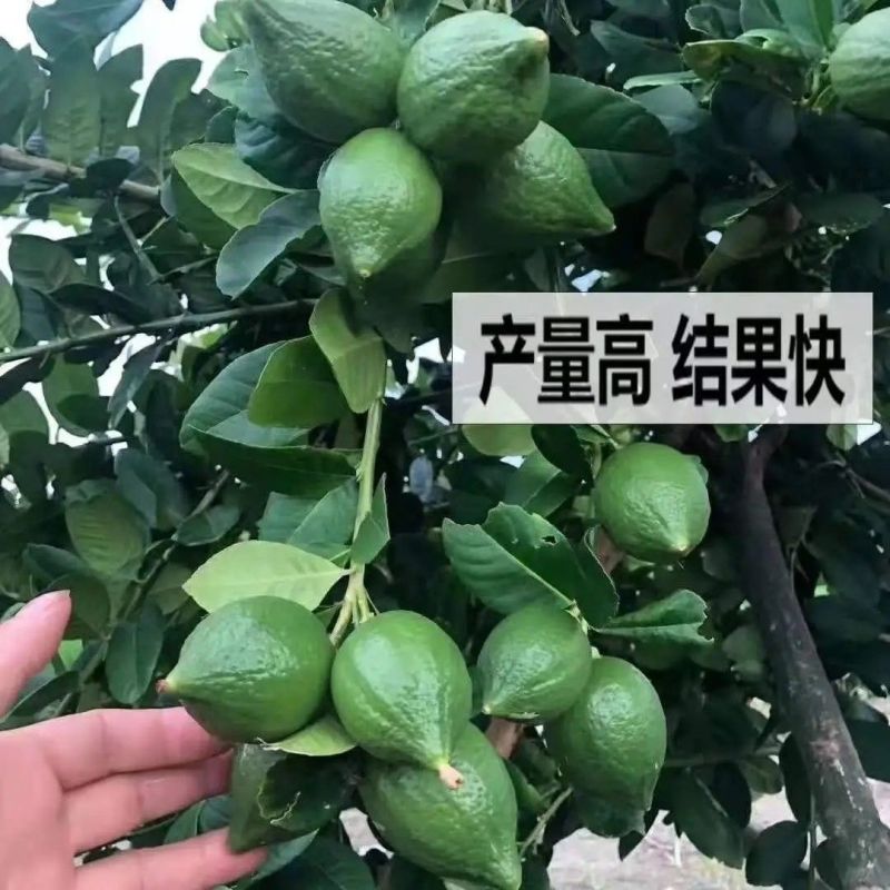 广东香水柠檬奶茶店四季青柠檬无籽香水柠檬高州产地直供