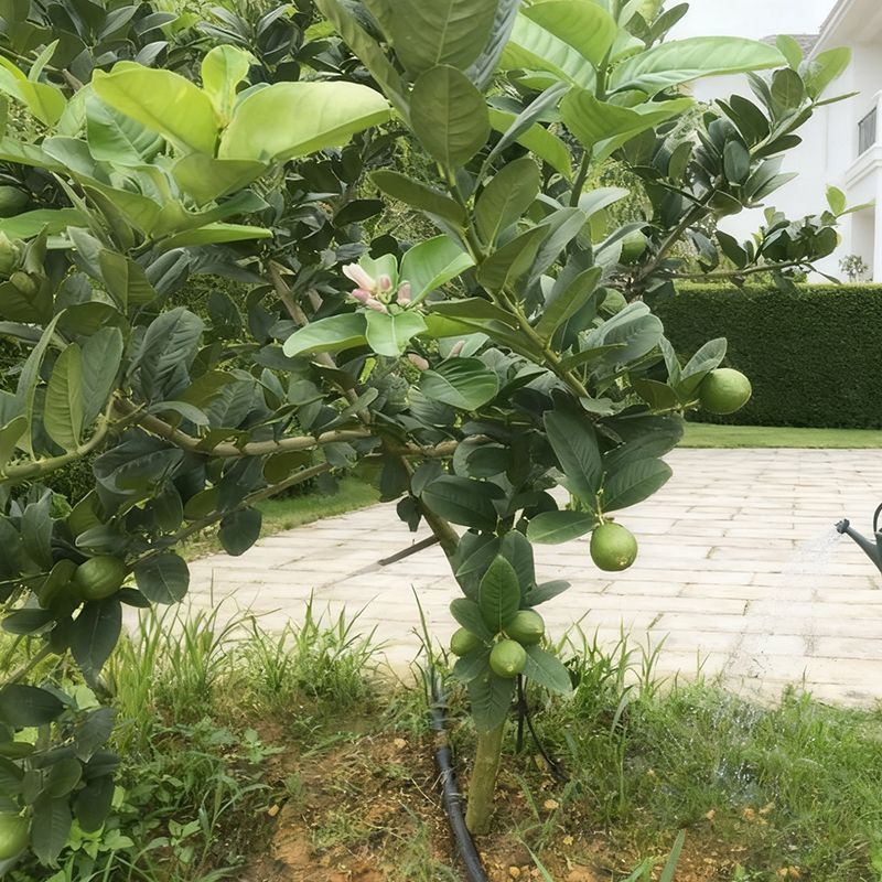 广东香水柠檬奶茶店四季青柠檬无籽香水柠檬高州产地直供