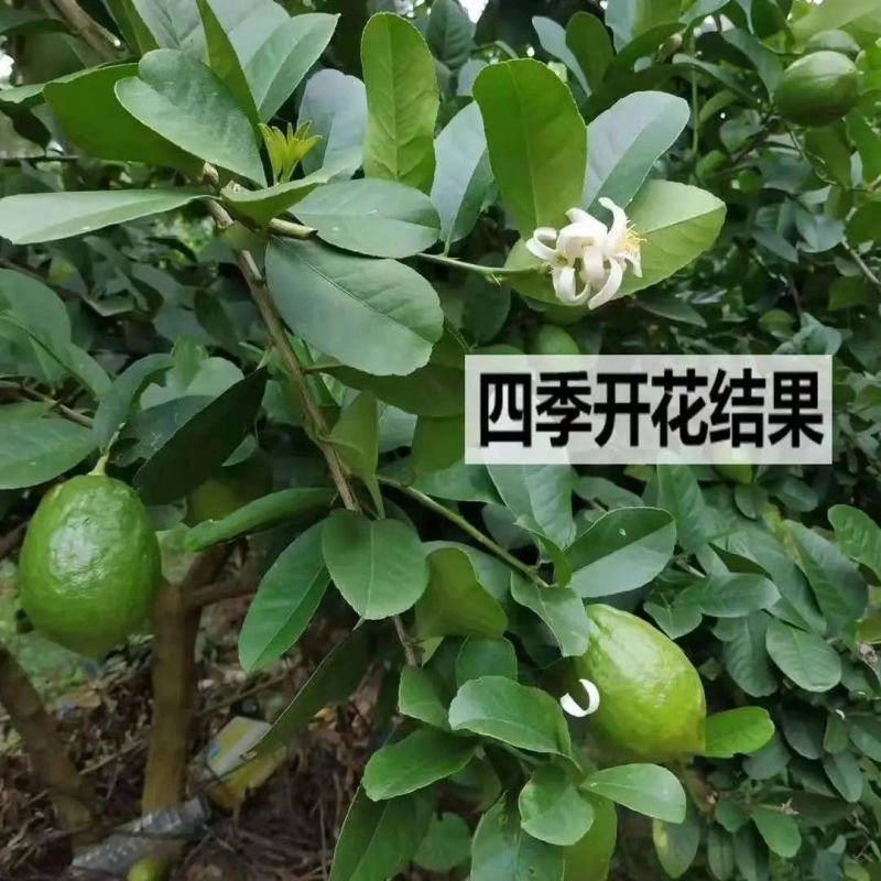 广东香水柠檬奶茶店四季青柠檬无籽香水柠檬高州产地直供
