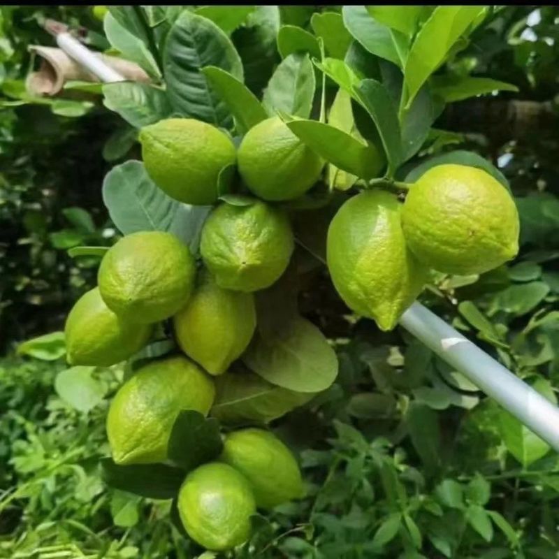 广东香水柠檬奶茶店四季青柠檬无籽香水柠檬高州产地直供